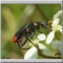 Malachius bipustulatus - Zweifleckiger Zipfelkaefer 03.jpg